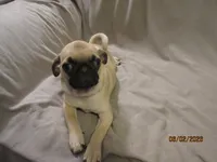 Lenny, a male Pug for sale in Huguenot, NY – 2 of 10