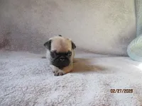 Baxter, a male Pug for sale in Huguenot, NY – Photo 10 of 10