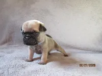 Baxter, a male Pug for sale in Huguenot, NY – Photo 9 of 10