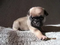 Baxter, a male Pug for sale in Huguenot, NY – Photo 5 of 10