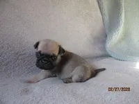 Baxter, a male Pug for sale in Huguenot, NY – Photo 7 of 10