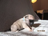 Baxter, a male Pug for sale in Huguenot, NY – Photo 6 of 10