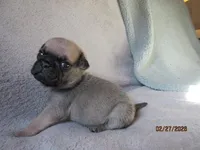 Baxter, a male Pug for sale in Huguenot, NY – Photo 2 of 10