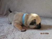 Baxter, a male Pug for sale in Huguenot, NY – Photo 4 of 10