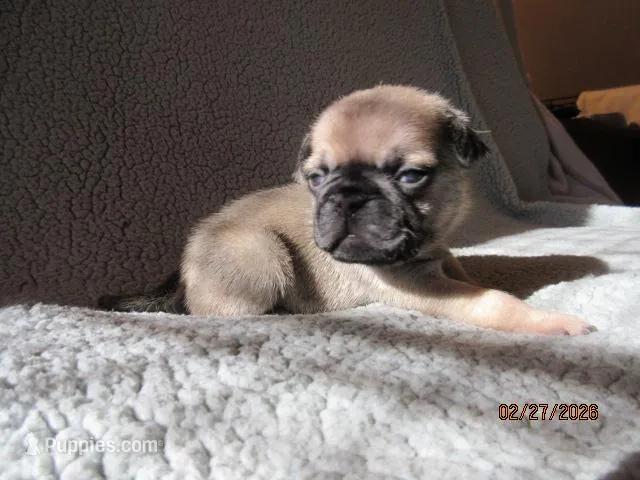 Baxter, a male Pug for sale in Huguenot, NY – Photo 1 of 10