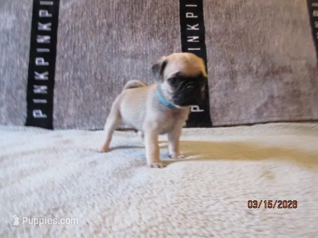 Baxter – Pug puppy for sale in Huguenot, NY
