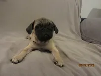 Clyde, a male Pug for sale in Huguenot, NY – 2 of 10
