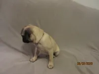 Clyde, a male Pug for sale in Huguenot, NY – 6 of 10