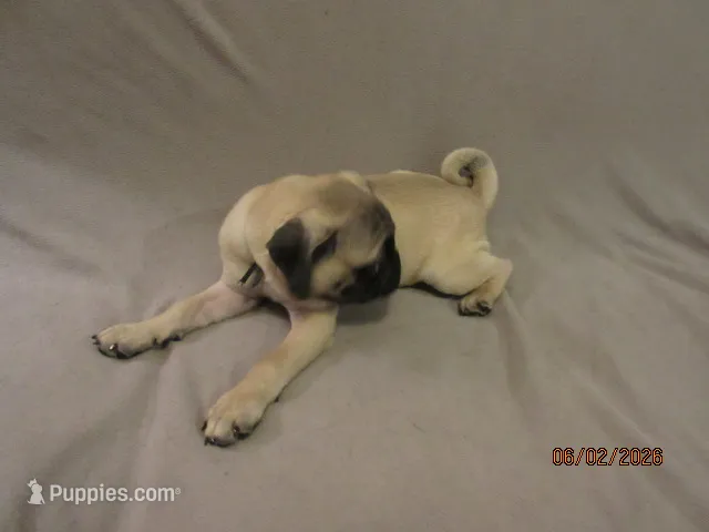 Clyde – Pug puppy for sale in Huguenot, NY