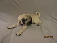 Clyde, a male Pug for sale in Huguenot, NY – 1 of 10