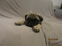 Clyde, a male Pug for sale in Huguenot, NY – 4 of 10