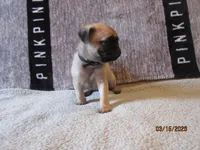 Tucker, a male Pug for sale in Huguenot, NY – Photo 7 of 10