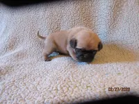 Tucker, a male Pug for sale in Huguenot, NY – Photo 8 of 10