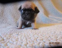 Tucker, a male Pug for sale in Huguenot, NY – Photo 4 of 10