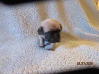 Tucker, a male Pug for sale in Huguenot, NY – Photo 10 of 10