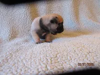 Tucker, a male Pug for sale in Huguenot, NY – Photo 7 of 10