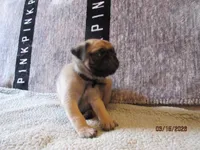 Tucker, a male Pug for sale in Huguenot, NY – Photo 6 of 10