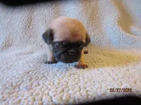 Tucker, a male Pug for sale in Huguenot, NY – Photo 5 of 10