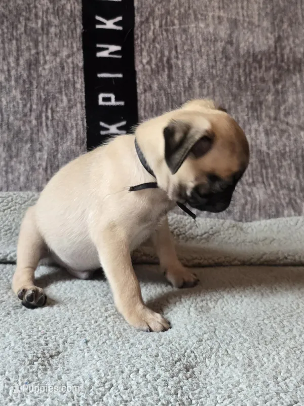 Tucker – Pug puppy for sale in Huguenot, NY