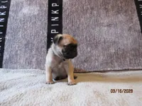 Tucker, a male Pug for sale in Huguenot, NY – Photo 5 of 10