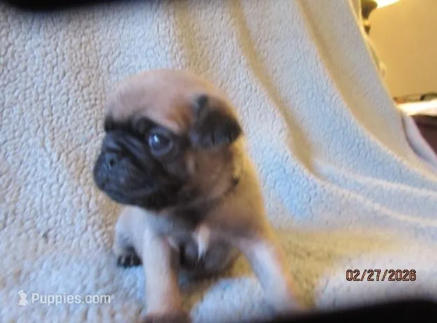 Tucker, a male Pug for sale in Huguenot, NY – Photo 1 of 10