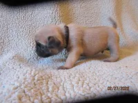 Tucker, a male Pug for sale in Huguenot, NY – Photo 6 of 10