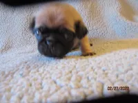 Tucker, a male Pug for sale in Huguenot, NY – Photo 3 of 10