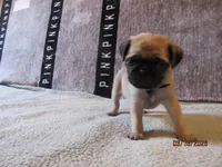 Tucker, a male Pug for sale in Huguenot, NY – Photo 4 of 10