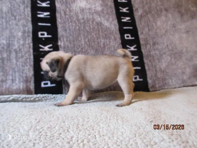 Tucker – Pug puppy for sale in Huguenot, NY