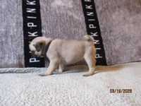 Tucker, a male Pug for sale in Huguenot, NY – Photo 1 of 10