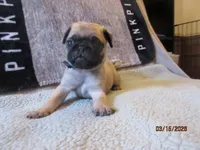 Tucker, a male Pug for sale in Huguenot, NY – Photo 10 of 10