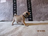 Tucker, a male Pug for sale in Huguenot, NY – Photo 8 of 10