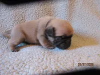 Tucker, a male Pug for sale in Huguenot, NY – Photo 9 of 10