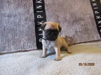 Tucker, a male Pug for sale in Huguenot, NY – Photo 9 of 10