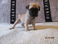 Tucker, a male Pug for sale in Huguenot, NY – Photo 3 of 10