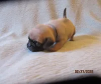 Tucker, a male Pug for sale in Huguenot, NY – Photo 2 of 10