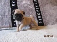 Tucker, a male Pug for sale in Huguenot, NY – Photo 2 of 10