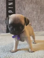 Star, a female Pug for sale in Huguenot, NY – Photo 2 of 7