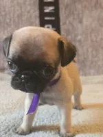 Star, a female Pug for sale in Huguenot, NY – Photo 4 of 7