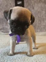 Star, a female Pug for sale in Huguenot, NY – Photo 3 of 7