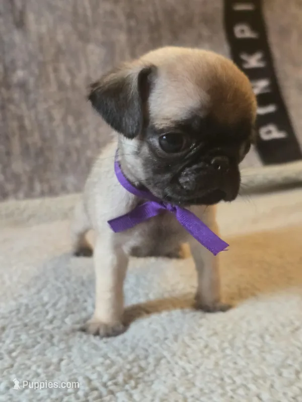 Star, a female Pug for sale in Huguenot, NY – Photo 1 of 7