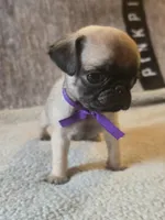 Star, a female Pug for sale in Huguenot, NY – Photo 1 of 7