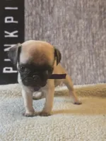 Star, a female Pug for sale in Huguenot, NY – Photo 6 of 7