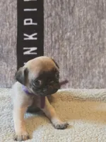 Star, a female Pug for sale in Huguenot, NY – Photo 5 of 7