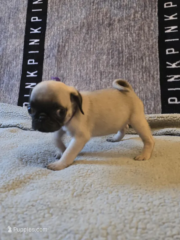 Star – Pug puppy for sale in Huguenot, NY