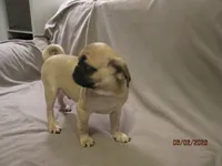 Lenny, a male Pug for sale in Huguenot, NY – 10 of 10