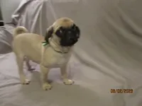 Lenny, a male Pug for sale in Huguenot, NY – 9 of 10