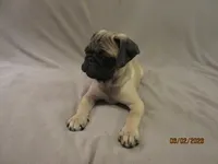 Clyde, a male Pug for sale in Huguenot, NY – 7 of 10