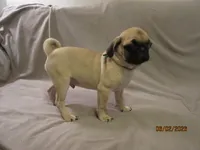 Lenny, a male Pug for sale in Huguenot, NY – 3 of 10