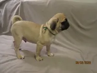 Lenny, a male Pug for sale in Huguenot, NY – 5 of 10